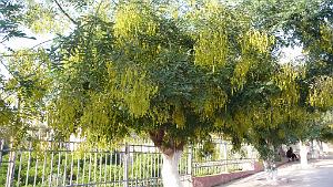 P1150554  Bel arbre a Misserghin.
